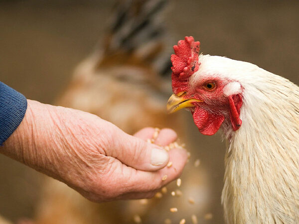 farmer-feeding-chicken
