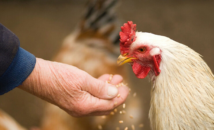 farmer-feeding-chicken